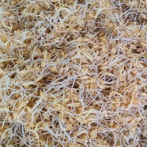 جوانه گندم تازه